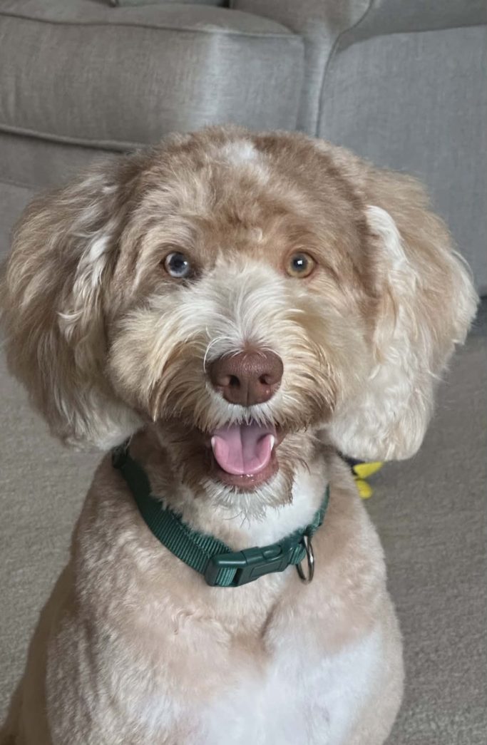 Stud: Toby