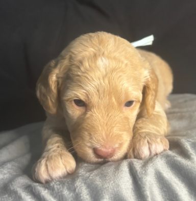 Baby Blue Female AKA Langley Baby Blue Female AKA Langley