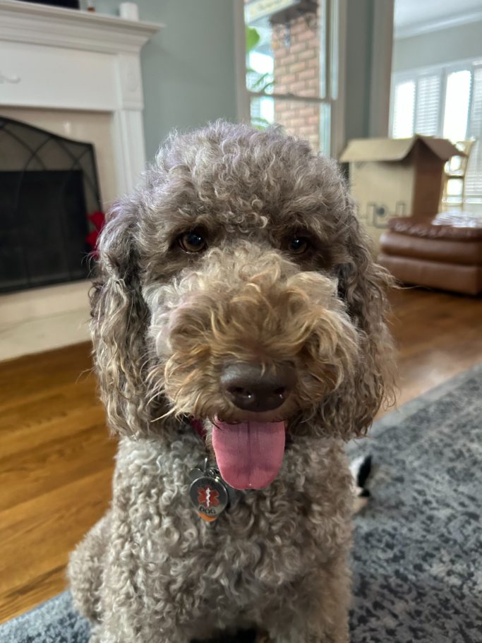 Dam: Mollie