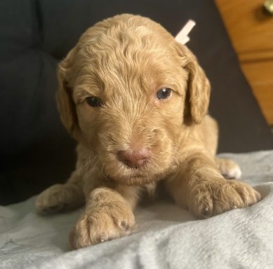 White Female AKA Harper White Female AKA Harper