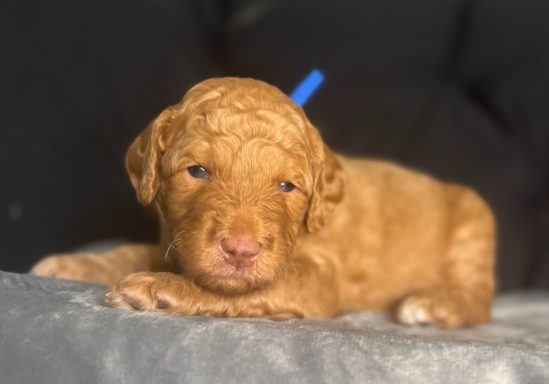 Royal Blue Male AKA Wallen Royal Blue Male AKA Wallen
