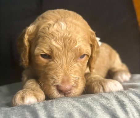 White Female AKA Reba White Female AKA Reba