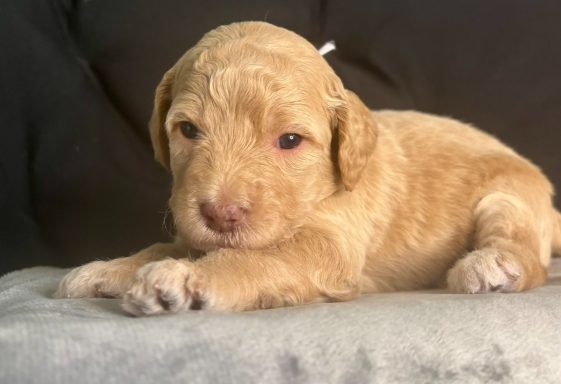 Lavender Female AKA Moroney Lavender Female AKA Moroney